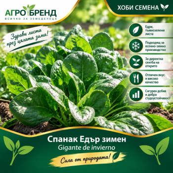 Спанак Едър зимен |Gigante de invierno |