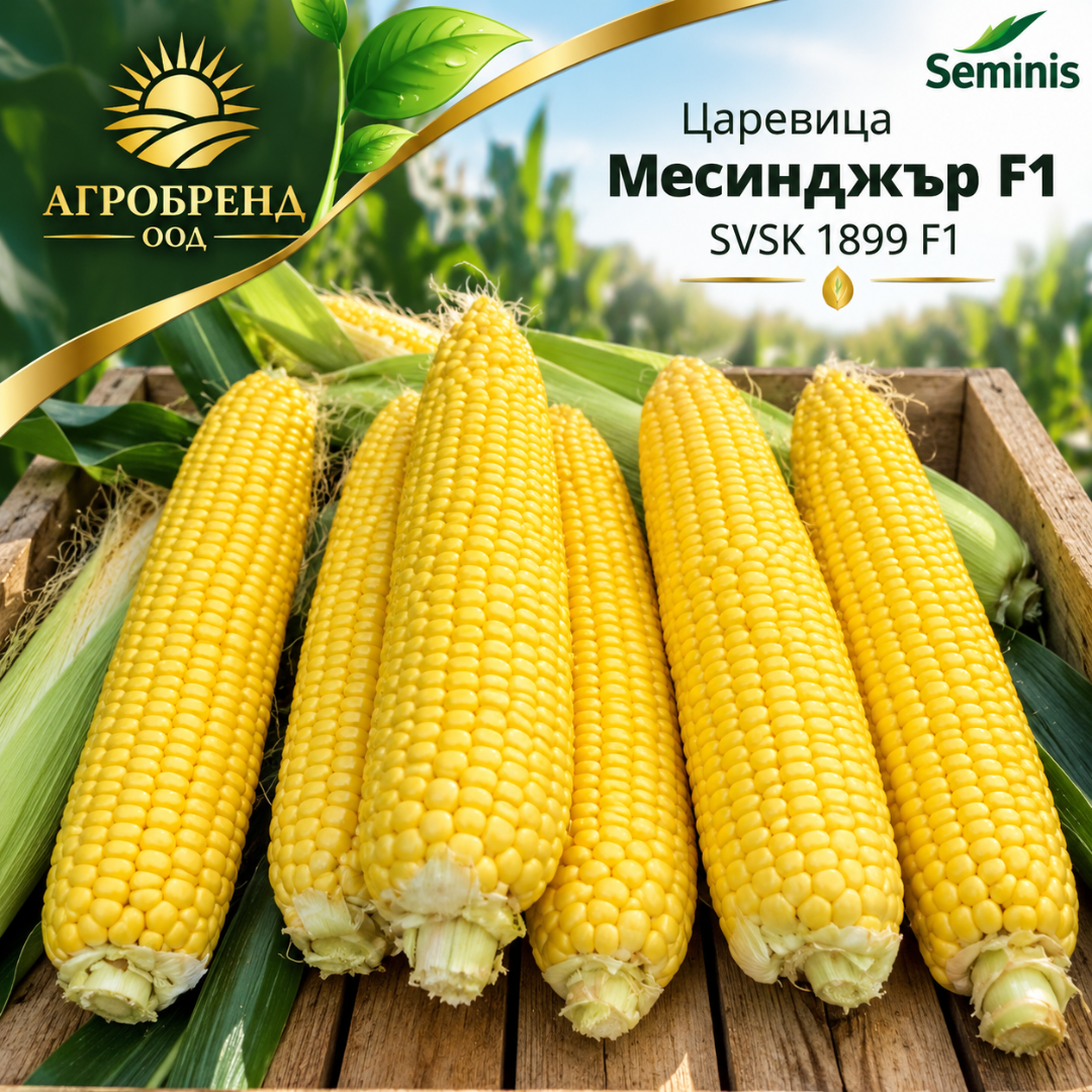 Царевица Месинджър F1 |SVSK 1899 F1 |