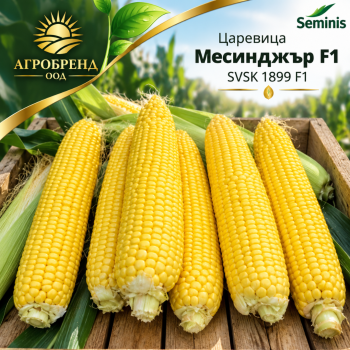 Царевица Месинджър F1 |SVSK 1899 F1 |
