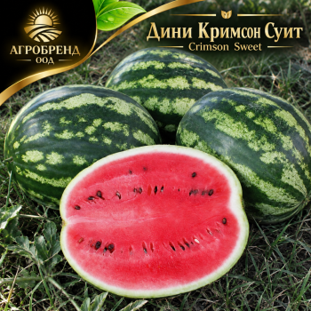 Дини Кримсон суит | Crimson Sweet | Pop vriend seeds
