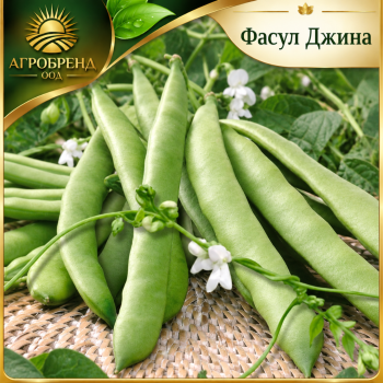 Фасул Джина