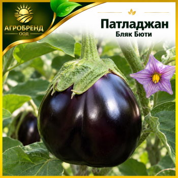Патладжан Бляк Бюти
