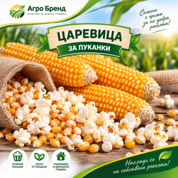 Царевица за пуканки -Хоби семена