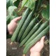Краставици SV0091CE F1