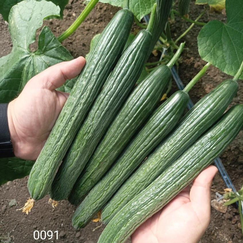 Краставици SV0091CE F1