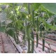 Краставици SV0091CE F1
