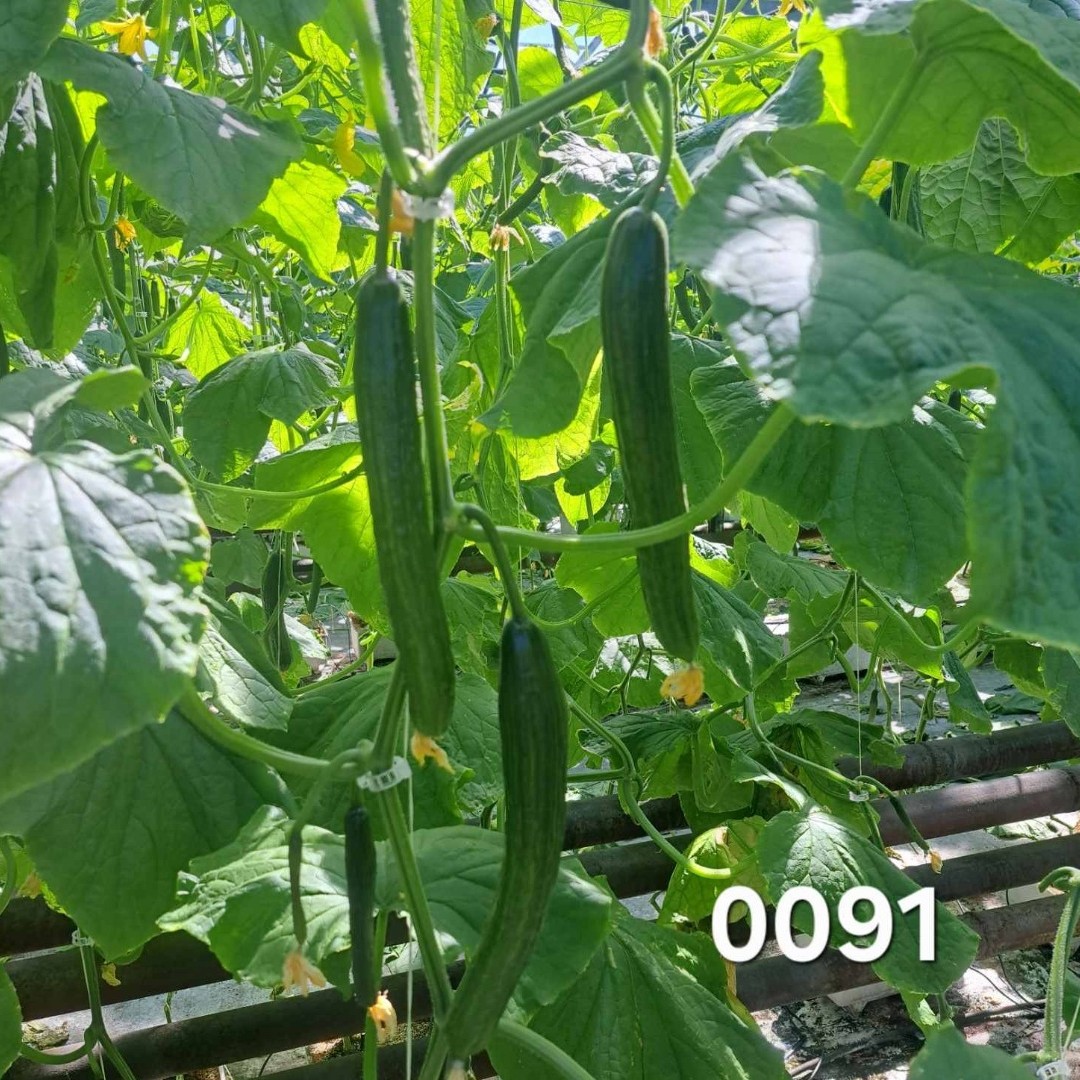 Краставици SV0091CE F1