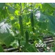 Краставици SV0091CE F1