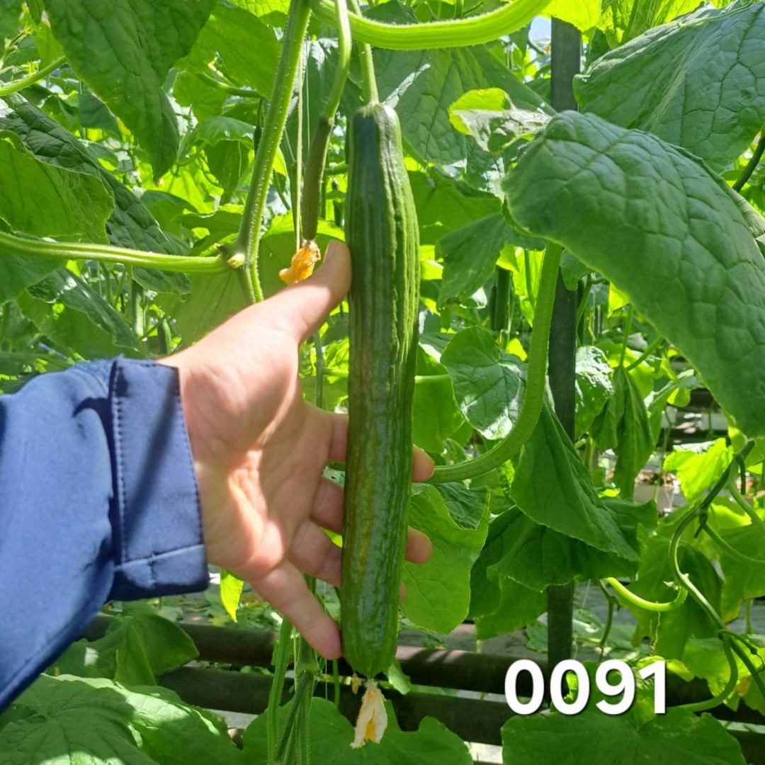 Краставици SV0091CE F1