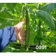 Краставици SV0091CE F1
