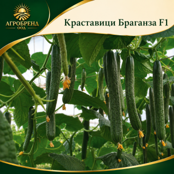 Краставици Браганза F1 /Braganza F1/