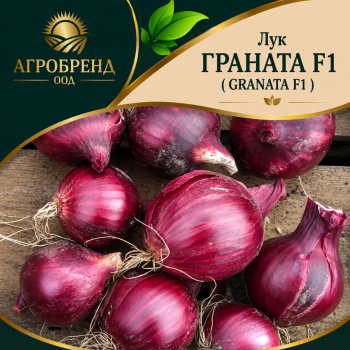 Лук Граната F1 ( Granata F1 )