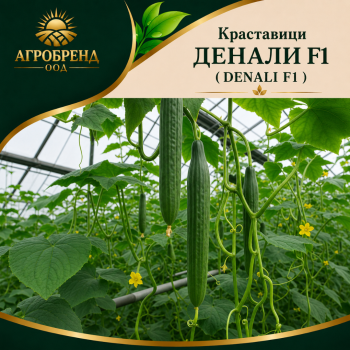 Краставици Денали F1 ( Denali F1 )