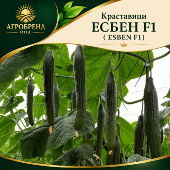 Краставици Есбен F1 /Esben F1/